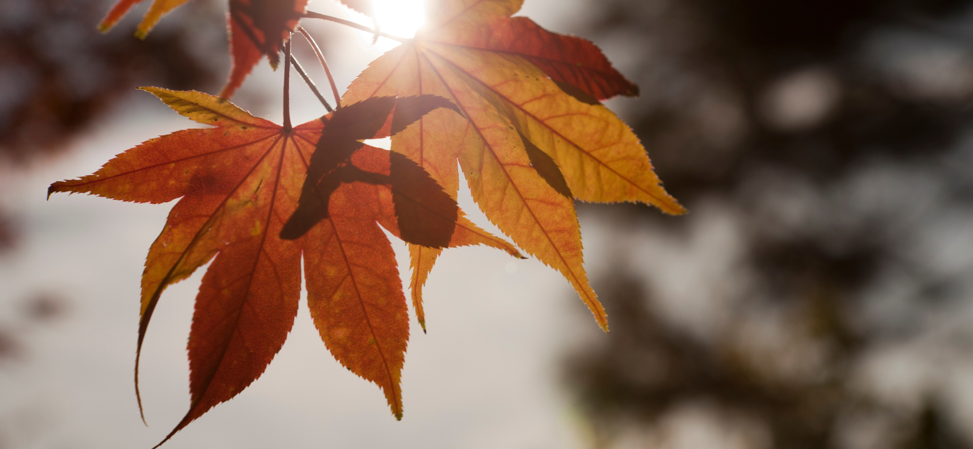 hojas otoño