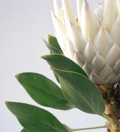 Imágenes web alargada _ Isaura (1)